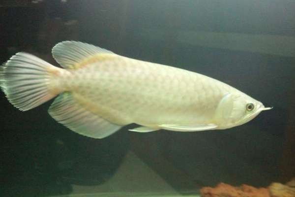 青龍魚和金龍魚的區別是什么