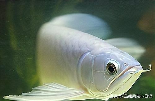 青龍魚和金龍魚的區別是什么