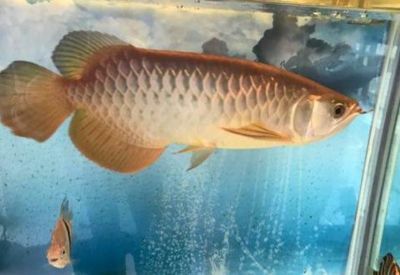 幼龍魚怎么養殖方法：幼龍魚在飼養過程中，選擇合適的餌料對其生長和健康至關重要