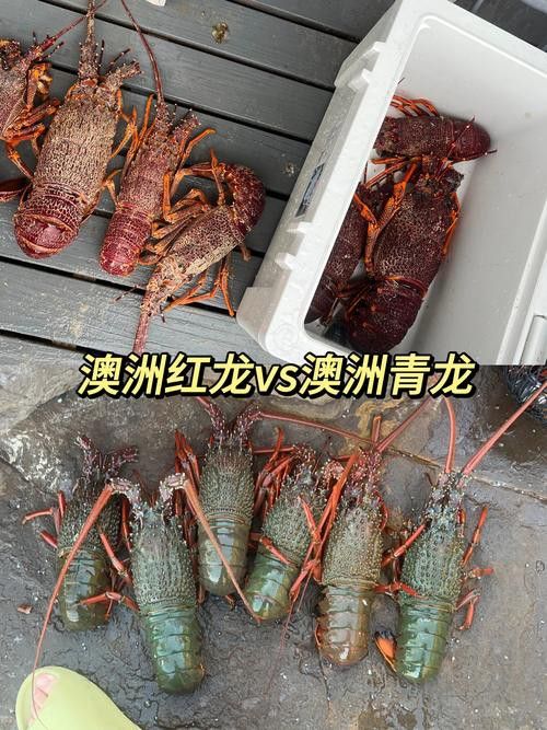 紅龍和澳龍有哪些區別？