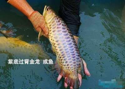 紫色龍魚價格（紫色龍魚價格是多少）