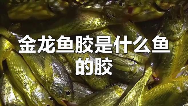 金龍魚膠哪里產的