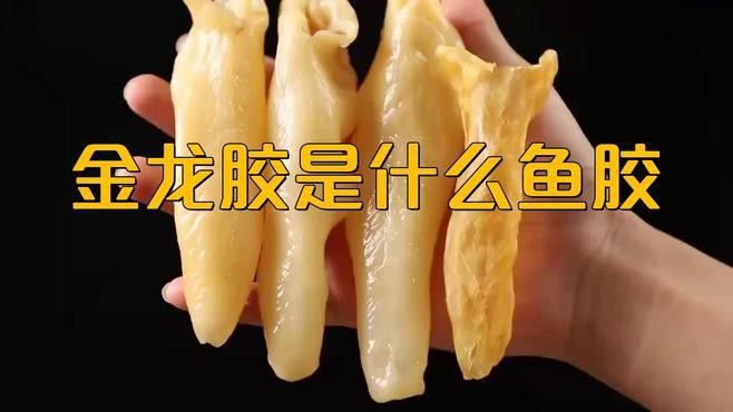 金龍魚膠哪里產的