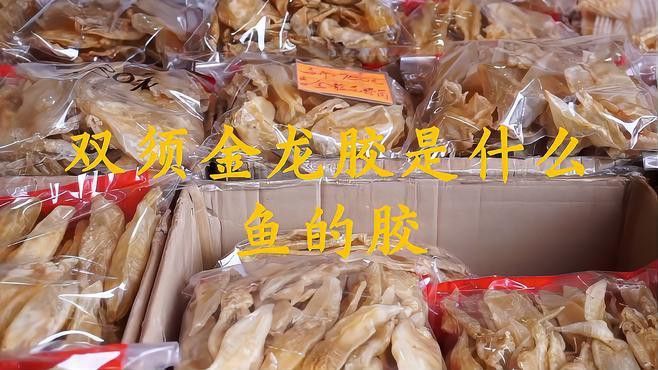 金龍魚膠哪里產的