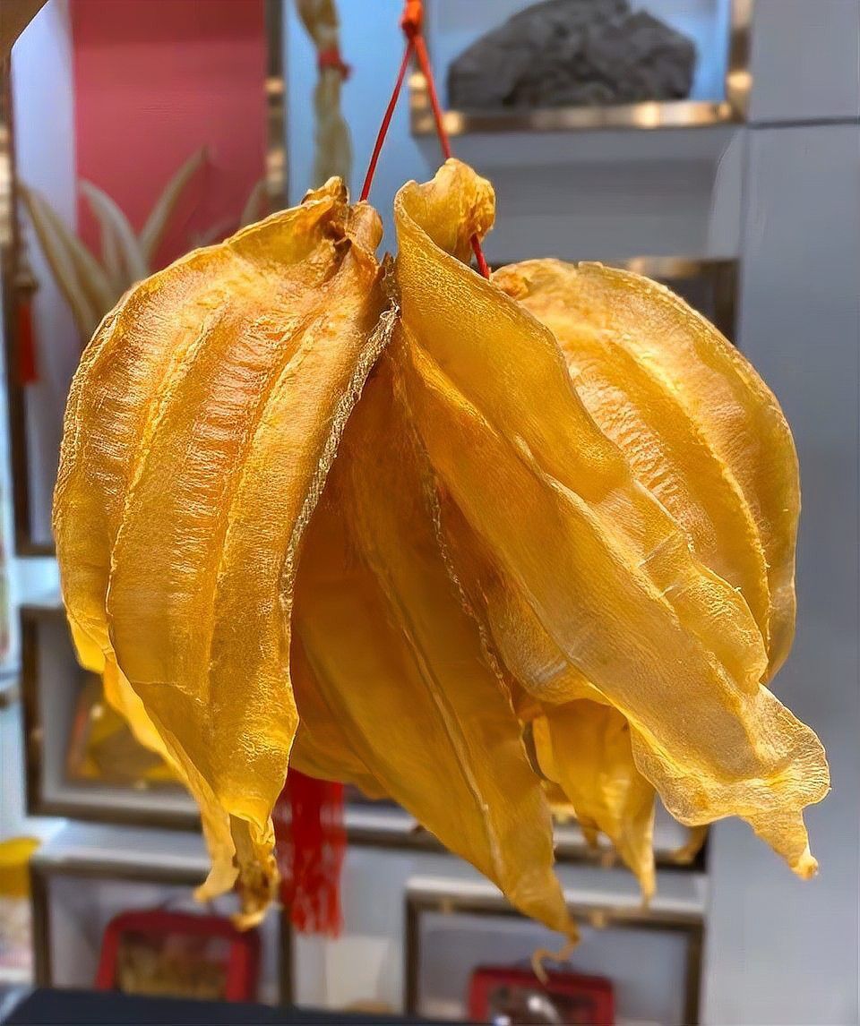 金龍魚膠哪里產的