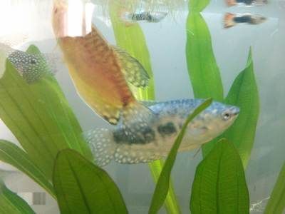 龍魚嘴里吐泡泡：龍魚吐泡泡是怎么回事