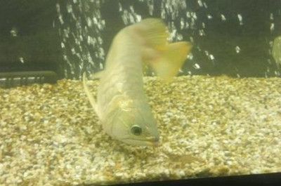 龍魚溫度多少最佳（龍魚的最佳飼養溫度多少最佳）