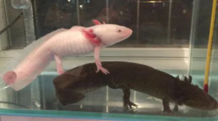 六角恐龍魚怎么喂多少，六角恐龍魚喂食頻率和食物量需要根據(jù)其不同階段來調(diào)整