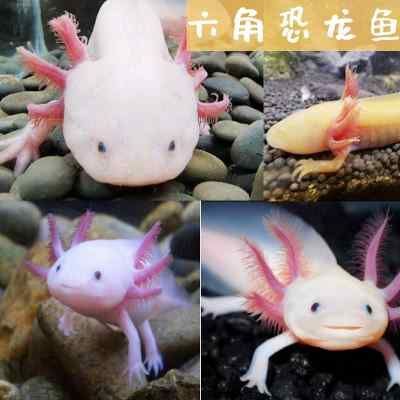 六角恐龍魚怎么喂多少，六角恐龍魚喂食頻率和食物量需要根據(jù)其不同階段來調(diào)整