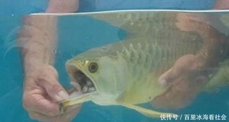 龍魚狀態好,不吃食怎么辦呀