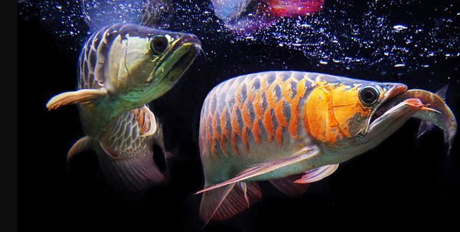 龍魚整形師走紅越南：越南龍魚整形師走紅越南