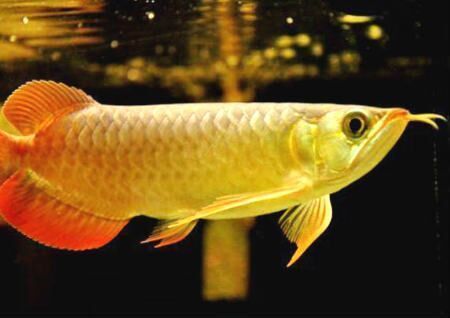 金龍魚與紅龍魚風水：金龍魚與紅龍魚在風水學中都有著獨特的地位和作用和作用