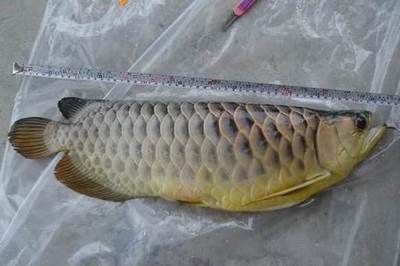龍魚區分公母圖解,區分龍魚的公母可以通過觀察多種外部特征來實現 龍魚百科 第3張 龍魚區分公母圖解,區分龍魚的公母可以通過觀察多種外部特征來實現 龍魚區分公母圖解,區分龍魚的公母可以通過觀察多種外部特征來實現 龍魚百科 第3張