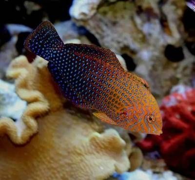 黃龍魚吃珊瑚嗎怎么喂：黃龍魚吃珊瑚嗎