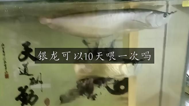 銀龍魚吃的多嗎怎么樣