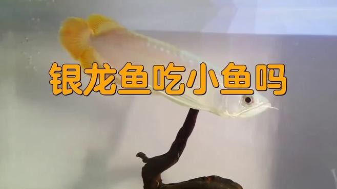 銀龍魚吃的多嗎怎么樣