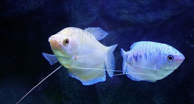 家里可以養曼龍魚嗎【家庭養殖曼龍魚的注意事項】 龍魚百科 第2張 家里可以養曼龍魚嗎【家庭養殖曼龍魚的注意事項】 家里可以養曼龍魚嗎【家庭養殖曼龍魚的注意事項】 龍魚百科 第2張