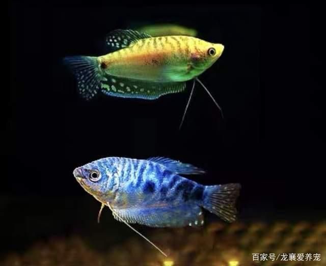 家里可以養曼龍魚嗎【家庭養殖曼龍魚的注意事項】 龍魚百科 第1張 家里可以養曼龍魚嗎【家庭養殖曼龍魚的注意事項】 家里可以養曼龍魚嗎【家庭養殖曼龍魚的注意事項】 龍魚百科 第1張