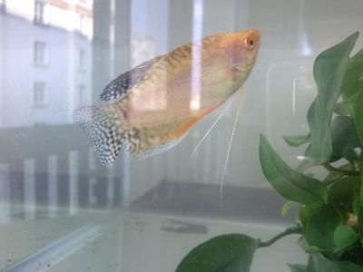 家里可以養曼龍魚嗎【家庭養殖曼龍魚的注意事項】 龍魚百科 第5張 家里可以養曼龍魚嗎【家庭養殖曼龍魚的注意事項】 家里可以養曼龍魚嗎【家庭養殖曼龍魚的注意事項】 龍魚百科 第5張