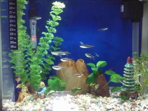 家里可以養曼龍魚嗎【家庭養殖曼龍魚的注意事項】 龍魚百科 第3張 家里可以養曼龍魚嗎【家庭養殖曼龍魚的注意事項】 家里可以養曼龍魚嗎【家庭養殖曼龍魚的注意事項】 龍魚百科 第3張