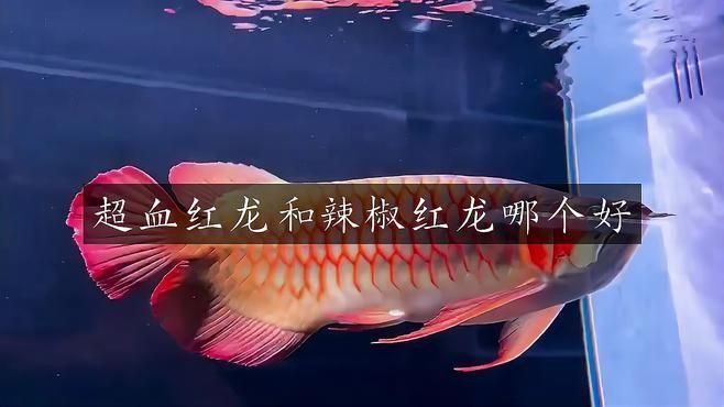 辣椒紅龍好還是血紅龍好