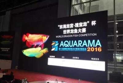 龍魚錦標賽冠軍名單查詢最新，最新龍魚錦標賽冠軍名單查詢