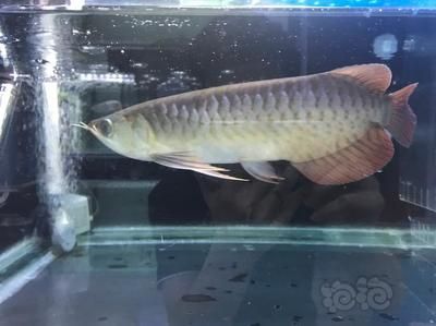 龍魚多久開始發(fā)色：龍魚的發(fā)色時(shí)間表