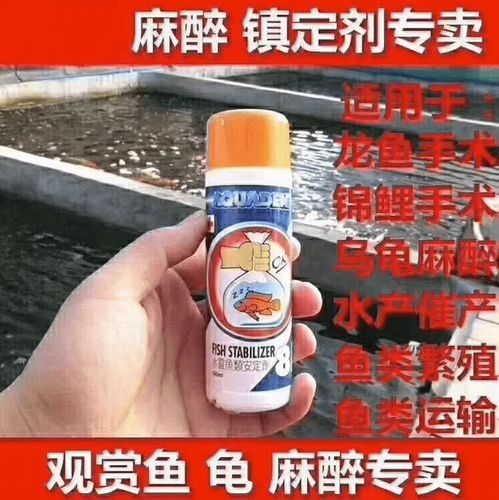 龍魚(yú)麻醉劑哪里買(mǎi)的到