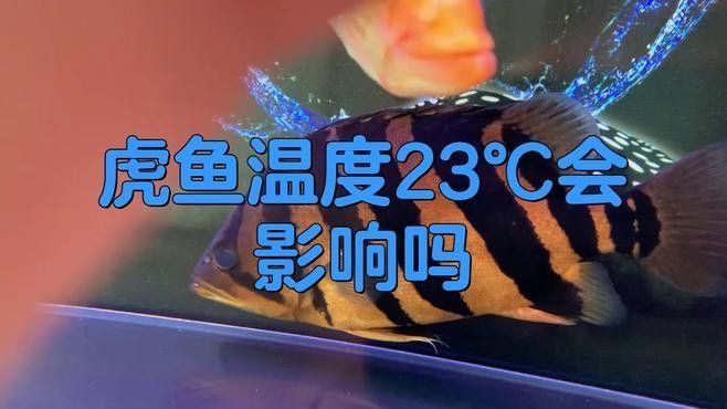 龍魚虎魚水溫多少適合養殖