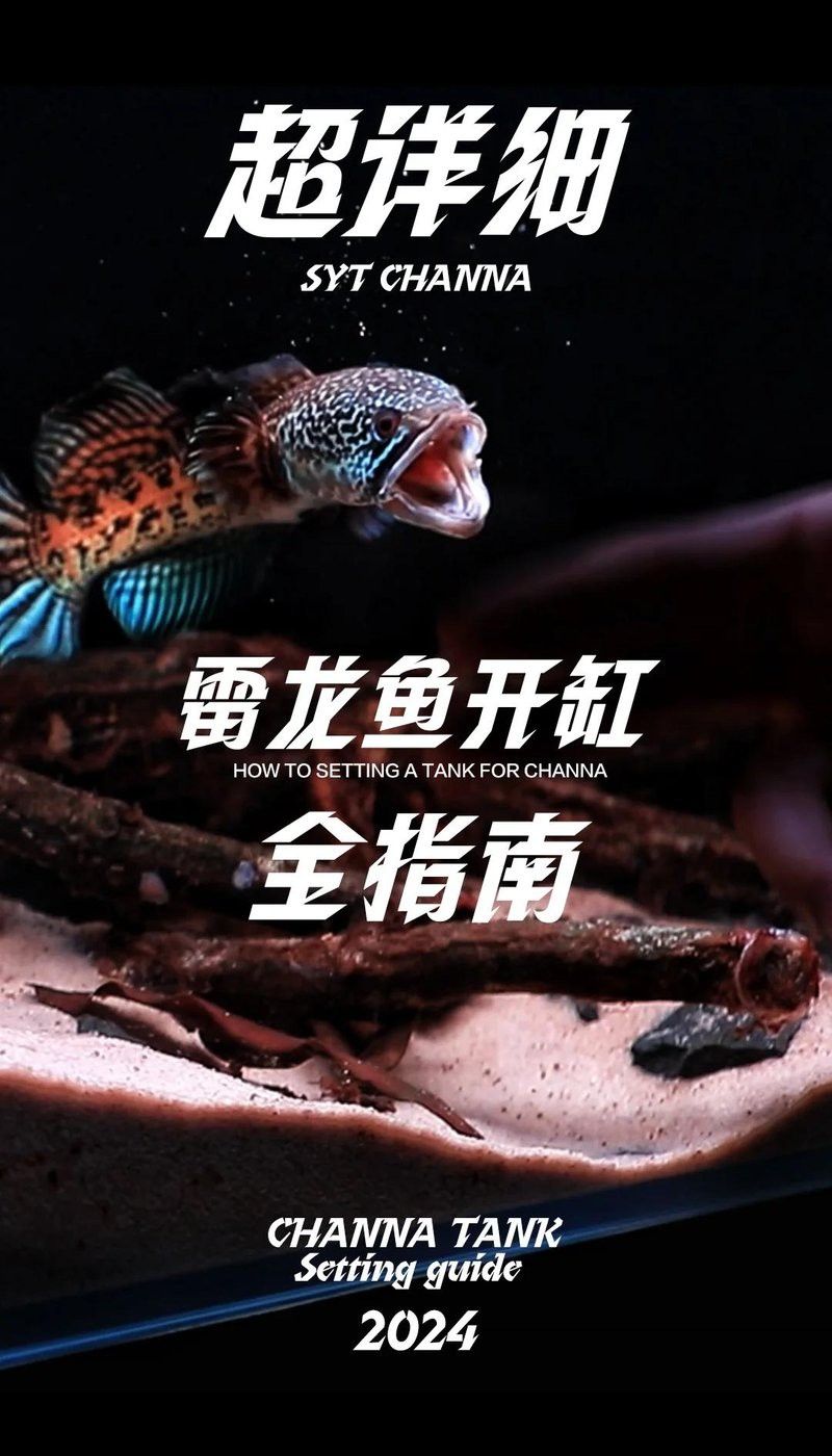 養雷龍魚要什么背景的顏色