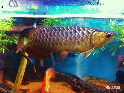 藍底過背金龍最簡單三個步驟