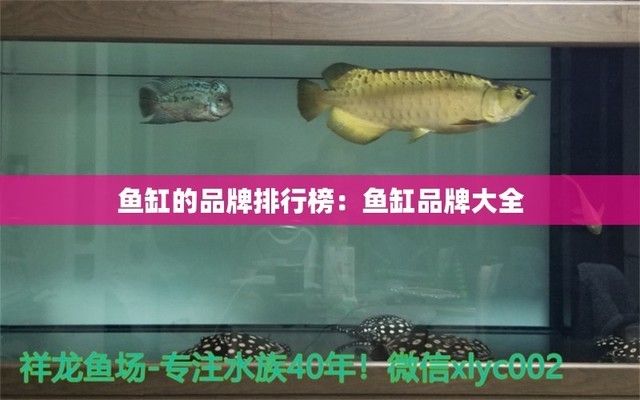 怎樣養紅龍魚體型好呢視頻（怎樣養紅龍魚體型好呢視頻教程）