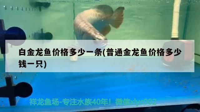 白金龍魚和金龍魚誰貴些，白金龍魚與金龍魚的價格比較
