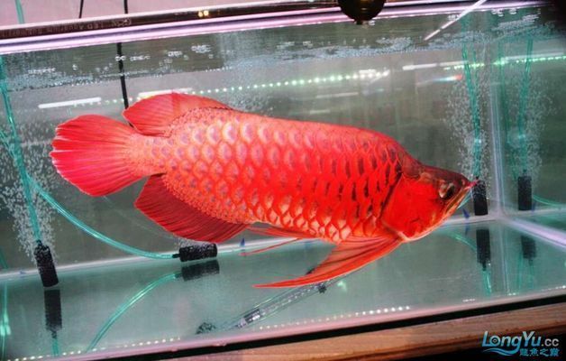 紅龍魚怎么才能變紅色（如何讓紅龍魚發(fā)色更加鮮亮）