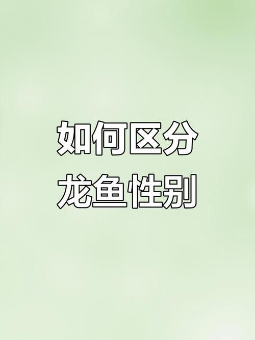金龍魚怎么區分公母圖片