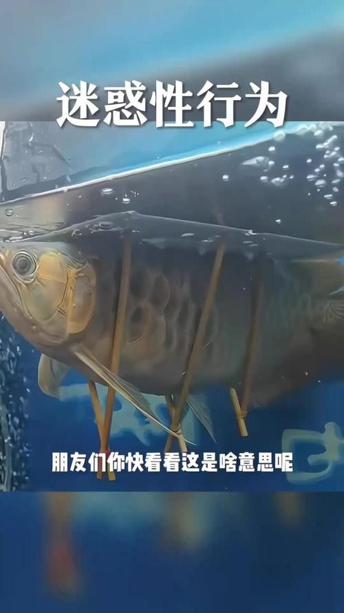 金龍魚怎么區分公母圖片