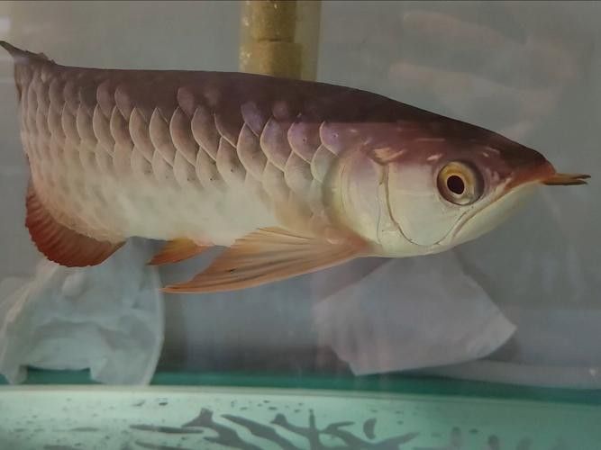 金龍魚怎么區分公母圖片