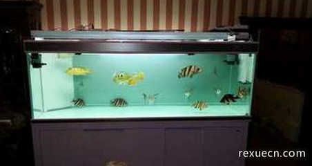 泰國虎魚與印尼虎魚的市場價格對比，探討泰國虎魚和印尼虎魚的市場價格波動原因泰國虎魚與印尼虎魚的區別