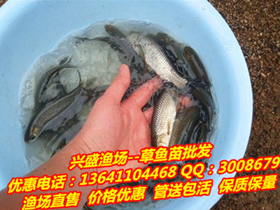 龍魚證書上沒有漁場電話網站（龍魚證書上沒有漁場電話網站怎么辦理？） 龍魚證書上沒有漁場電話網站（龍魚證書上沒有漁場電話網站怎么辦理？） 龍魚百科 第1張