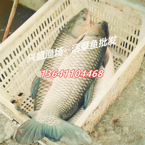 龍魚證書上沒有漁場電話網站（龍魚證書上沒有漁場電話網站怎么辦理？） 龍魚證書上沒有漁場電話網站（龍魚證書上沒有漁場電話網站怎么辦理？） 龍魚百科 第5張