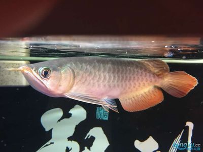 怎么看龍魚品相好壞：怎么判斷龍魚品相好壞