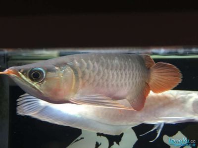 怎么看龍魚品相好壞：怎么判斷龍魚品相好壞