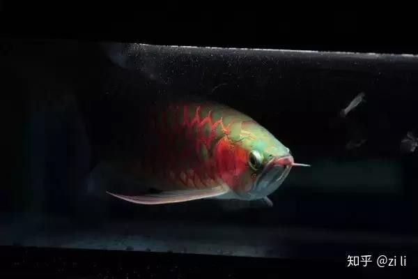 如何判斷紅龍魚是否注射色素？