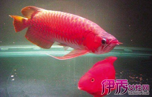 如何判斷紅龍魚是否注射色素？