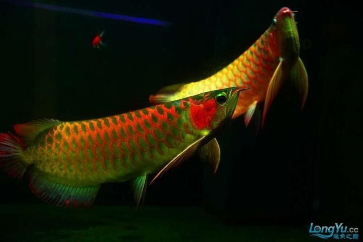 如何判斷紅龍魚是否注射色素？