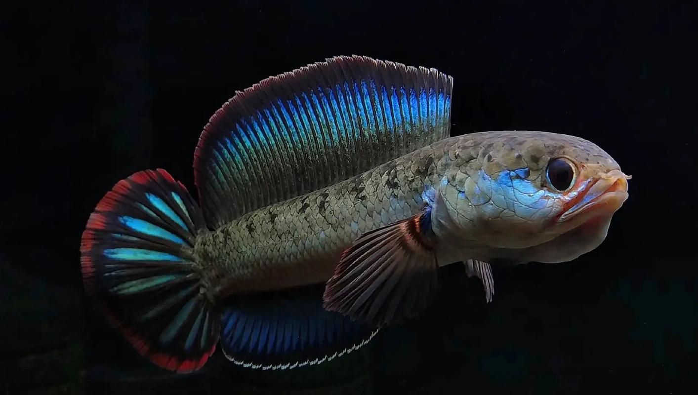 酒紅雷龍魚圖片