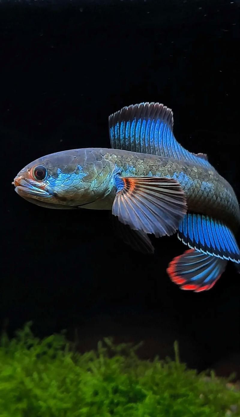 酒紅雷龍魚圖片