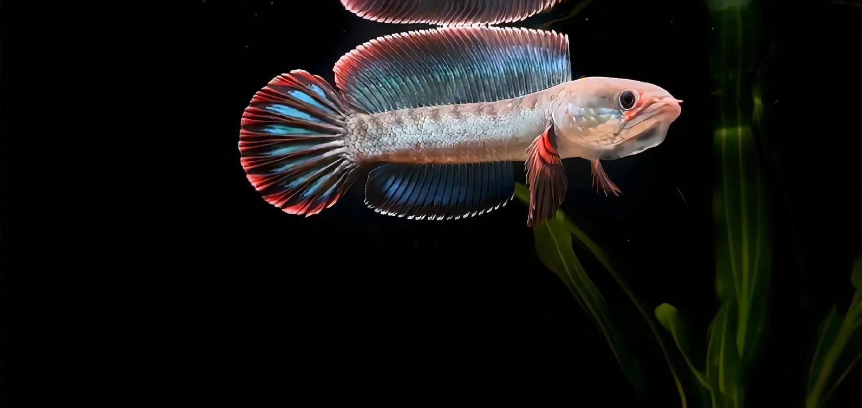 酒紅雷龍魚圖片