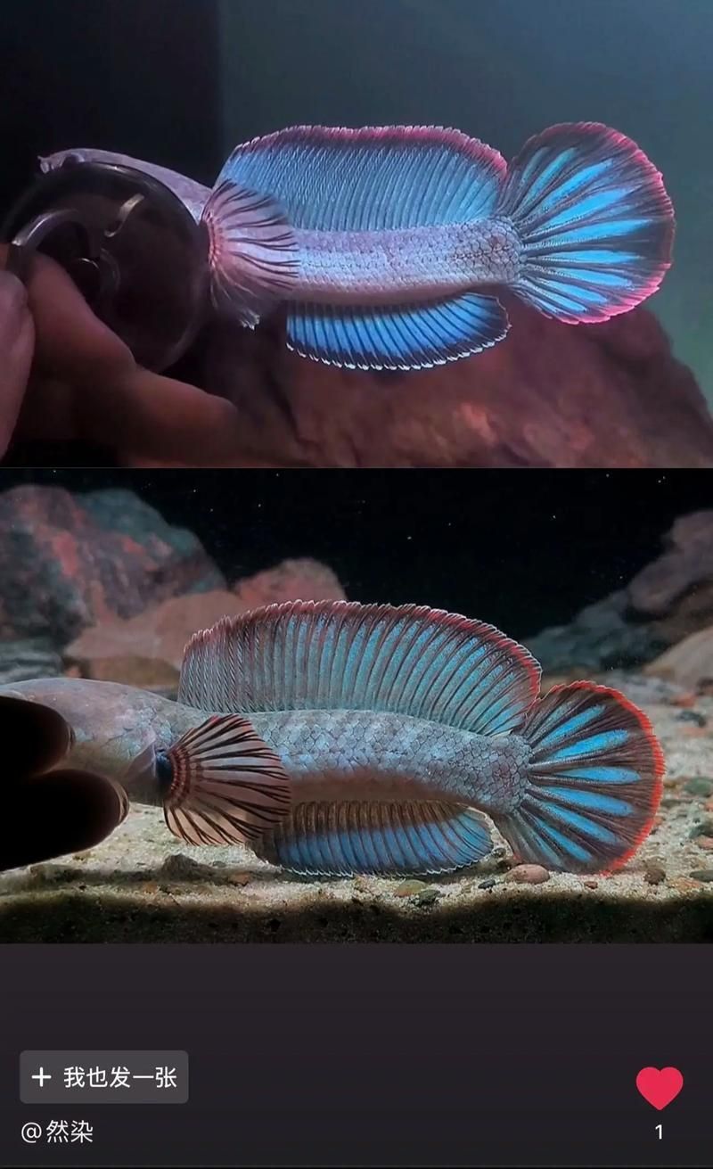 酒紅雷龍魚圖片