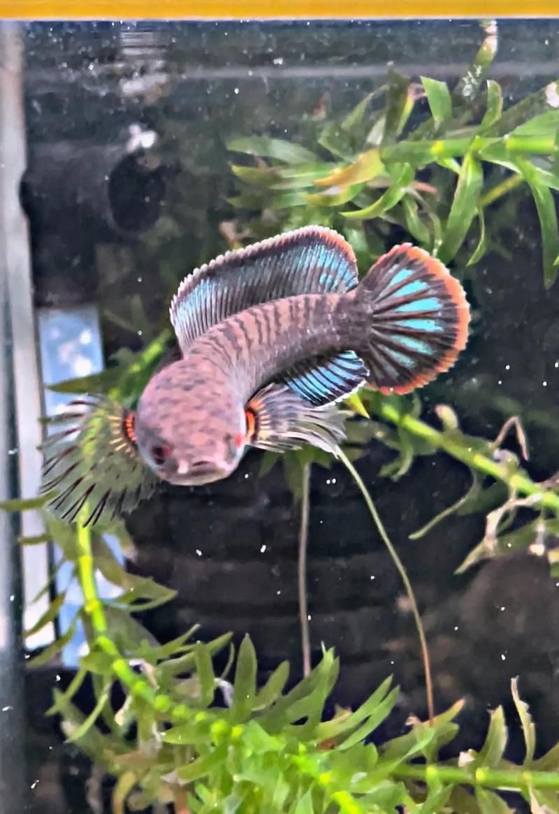 酒紅雷龍魚圖片